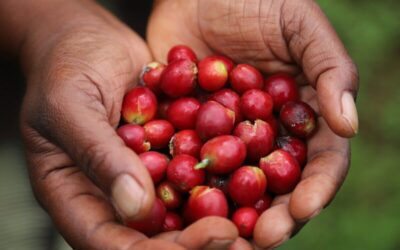 Café y cambio climático: impacto en la producción de América Latina